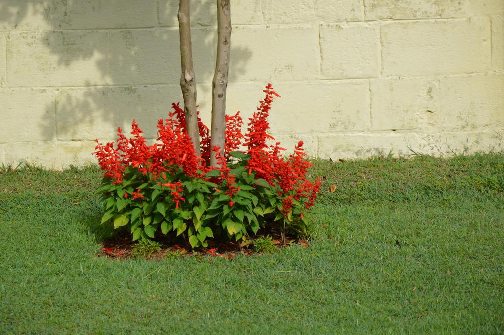 Serenity Manor Coonoor Luaran gambar